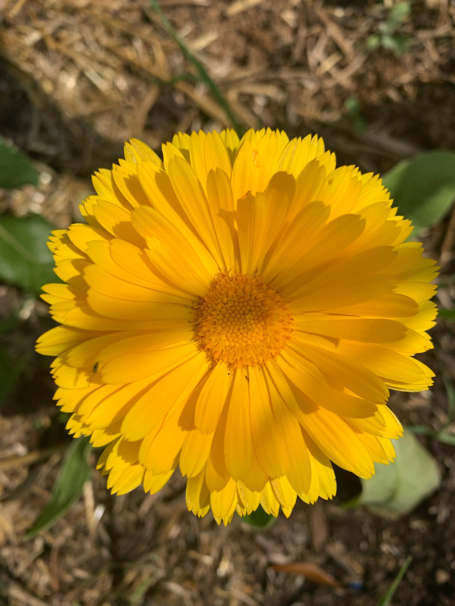 Calendula Healing Balm