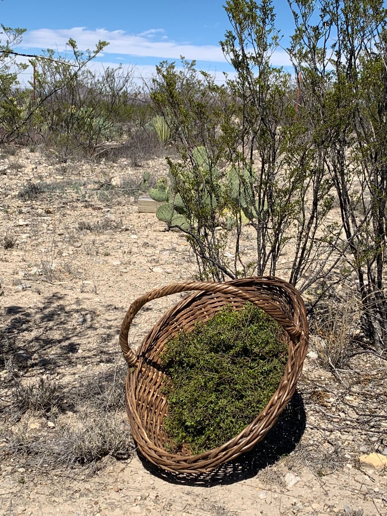 Chaparral Balm