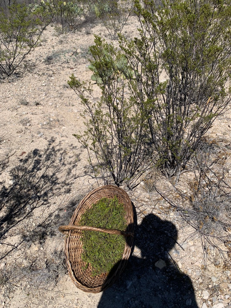 Chaparral Balm