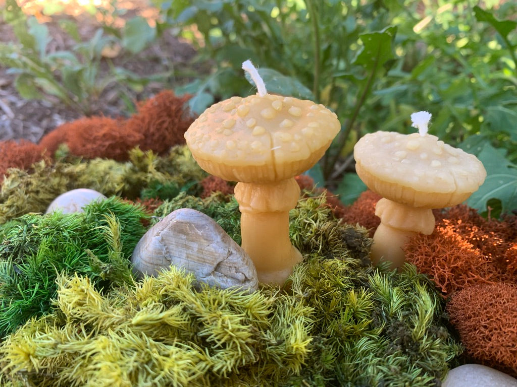 Mushroom, Amanita - 100% Beeswax Candle